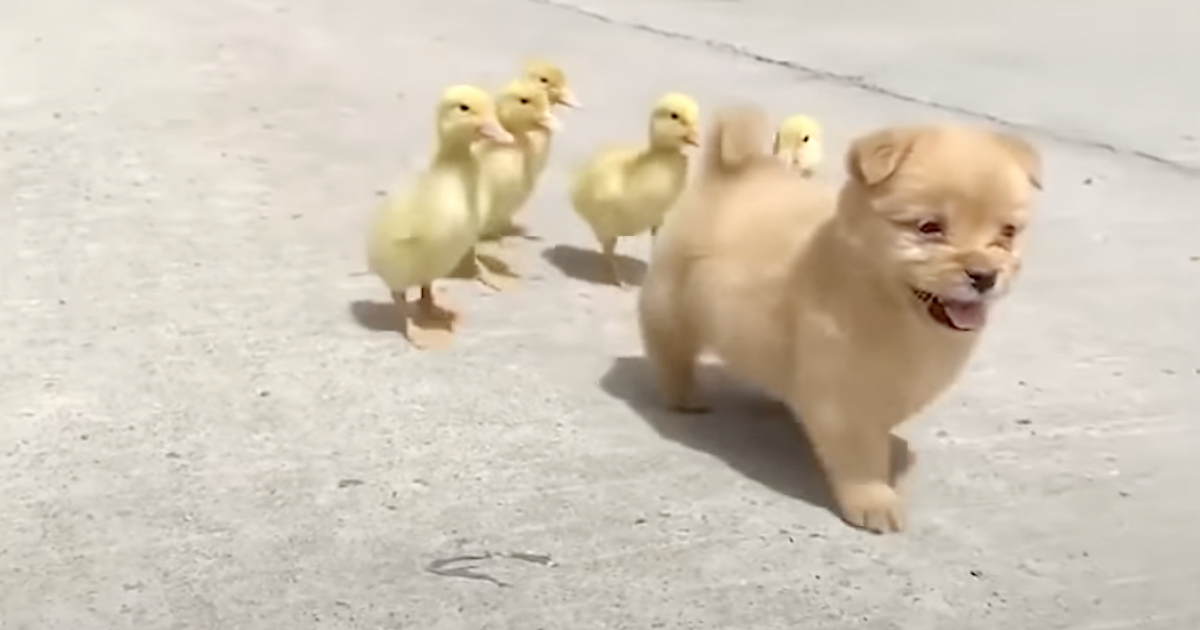 Five Ducklings Mistake Young Puppy For Their Mother, Begin Following Her Around