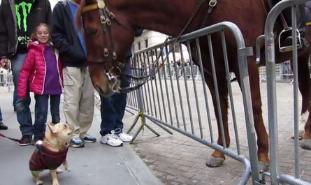 French Bulldog Goes Up To Police Horse And Has One Of The Most Adorable Reaction