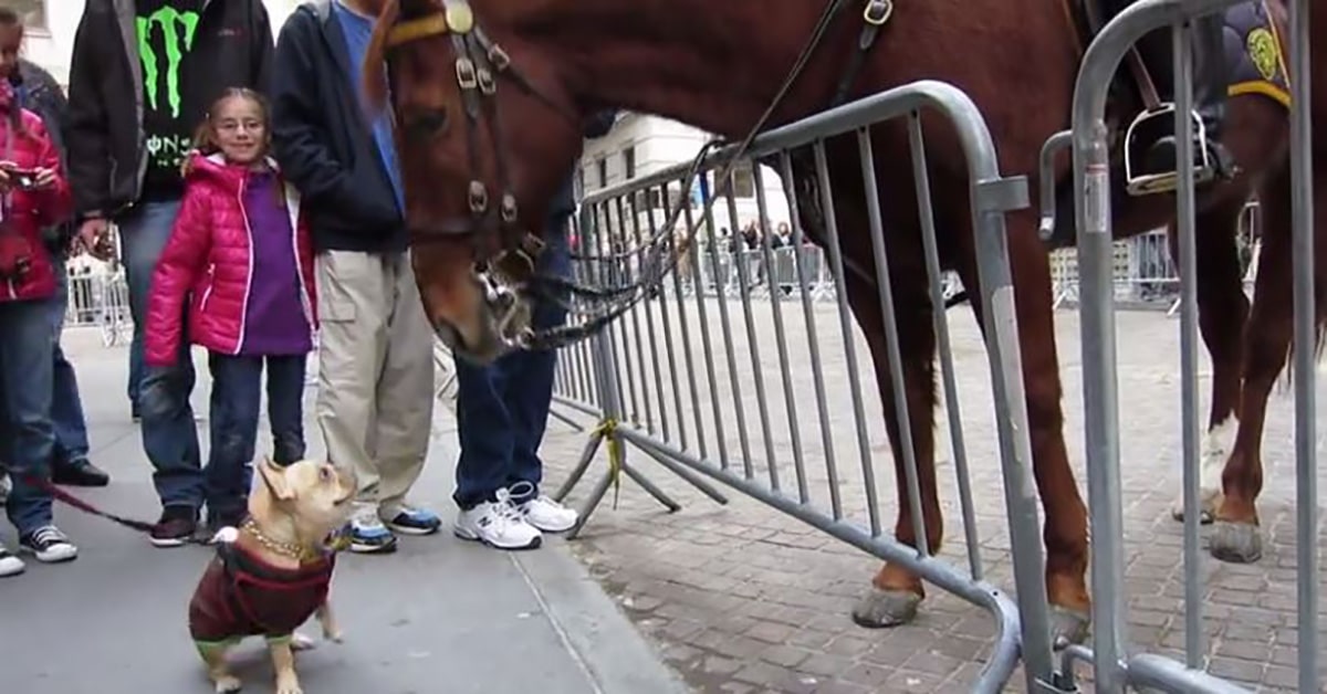 French Bulldog Goes Up To Police Horse And Has One Of The Most Adorable Reaction