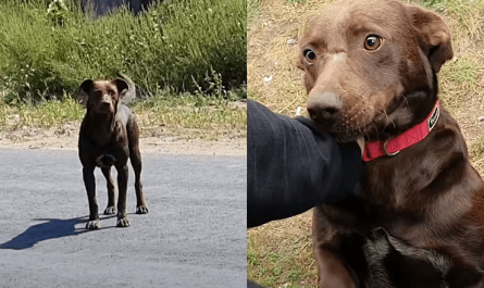 Friendly Stray Dog Waits Daily In The Exact Same Location For Someone To Save Him
