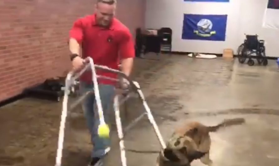 German Shepherd fails service dog test but comes to be Internet sensation