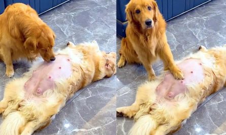 Golden Retriever Looks After Pregnant Wife (Amazing Dad )