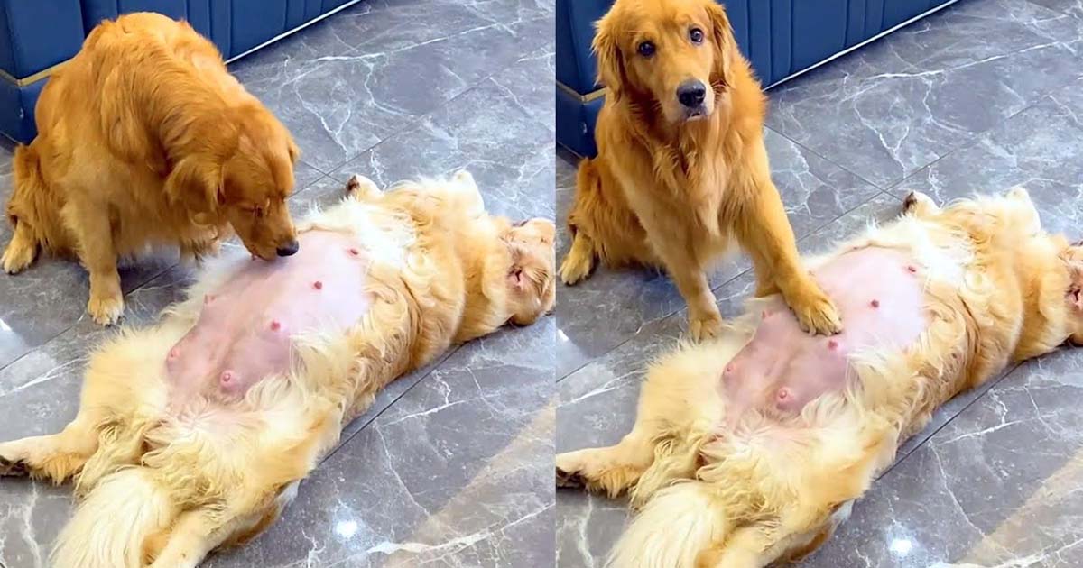 Golden Retriever Looks After Pregnant Wife (Amazing Dad )