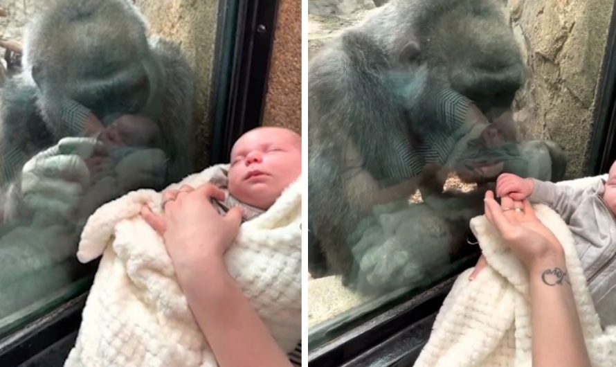 Gorilla and mother bond over their children in sweetest video