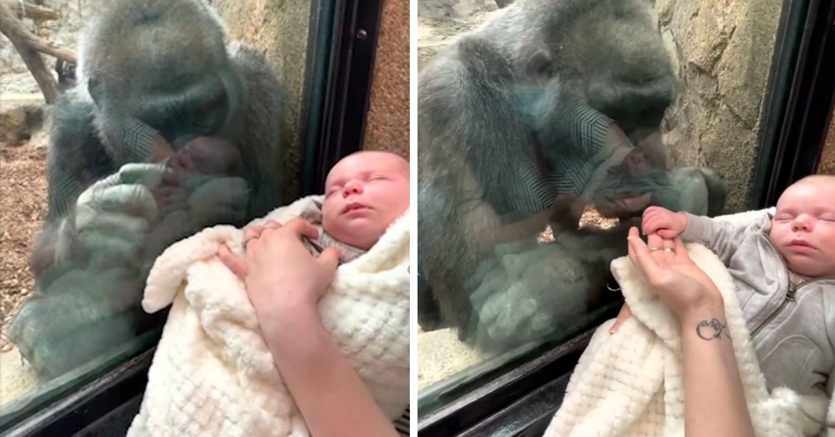 Gorilla and mother bond over their children in sweetest video