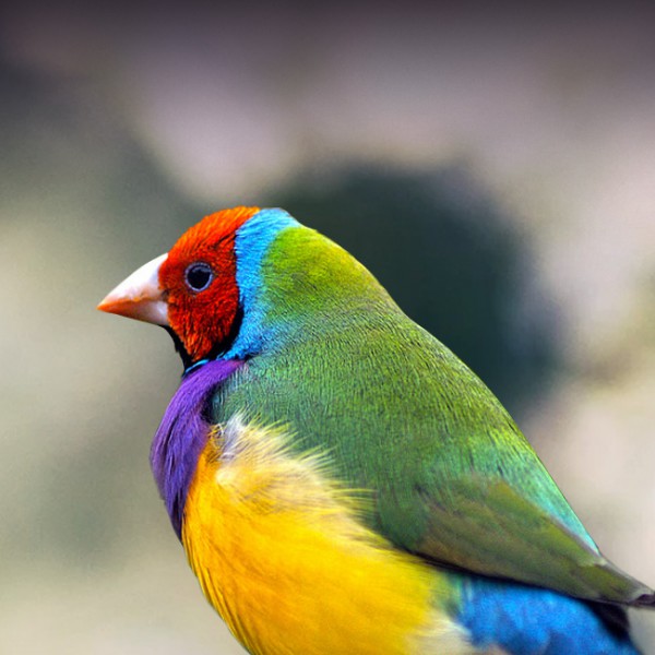 Meet The Rainbow Finch - The Brilliantly Multicoloured Bird (10 Pics).