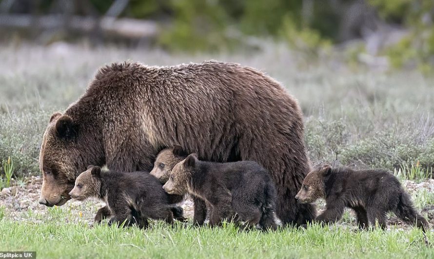 Grizzly Bear ‘Super Mother’ Gives Birth To Her 17th Cub Despite Her Old Age
