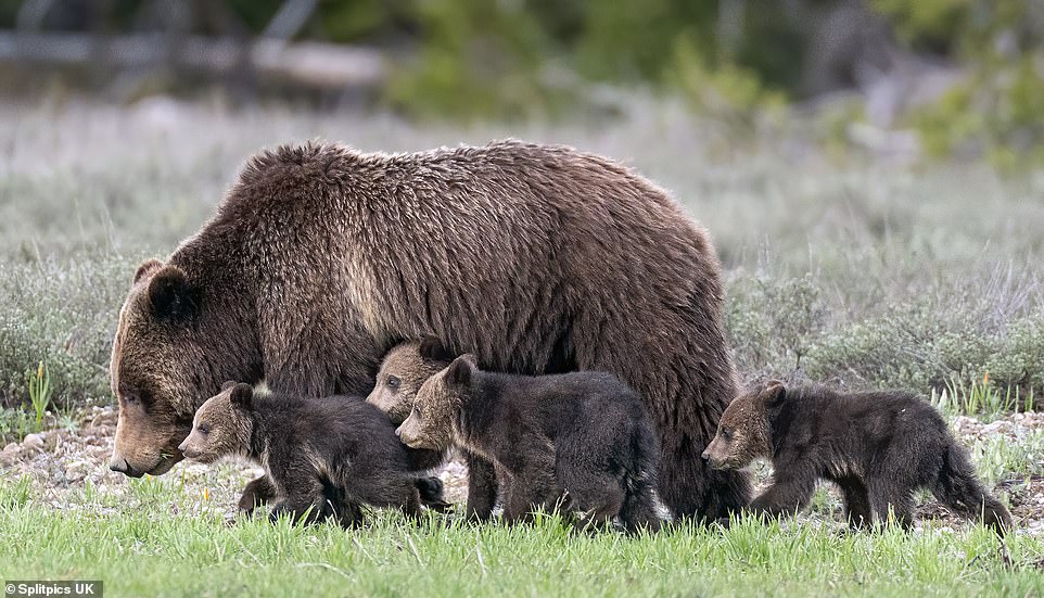 Grizzly Bear 'Super Mother' Gives Birth To Her 17th Cub Despite Her Old Age
