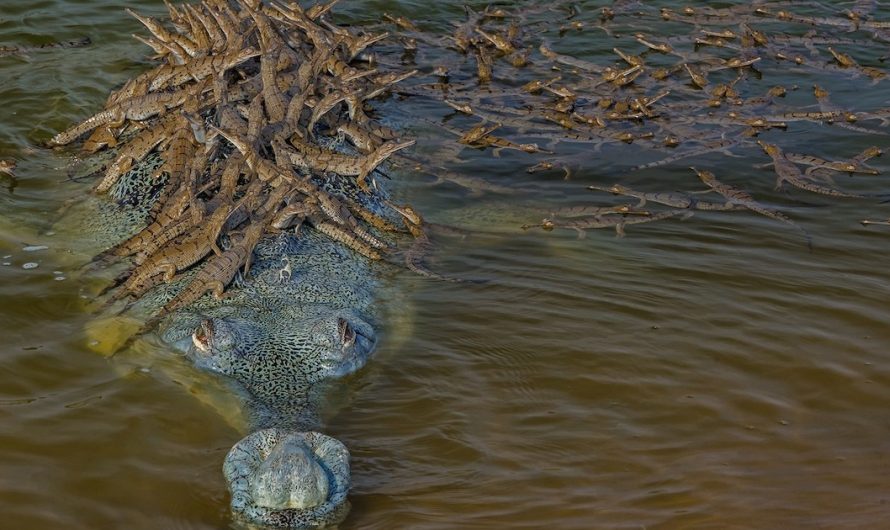 Happy Crocodile Dad Gives A Piggyback Ride to Over 100 of His Children (8 Pictures).