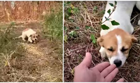 Harmed Pup Tired Of Running Digs Deep To Approve His Hand Before Sky Erupts