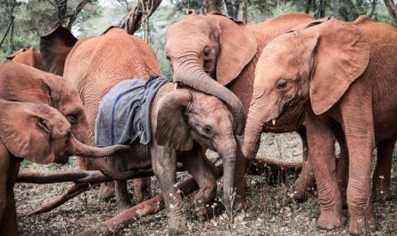 Heart melting Orphaned baby elephant comforted by new family after losing his mother