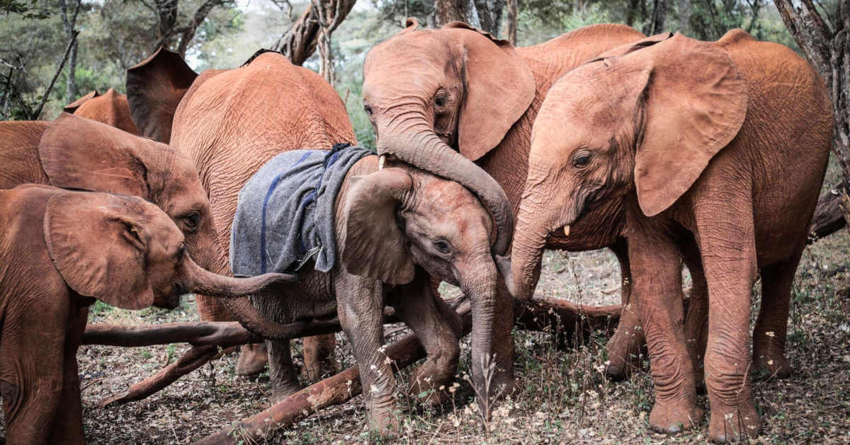 Heart melting Orphaned baby elephant comforted by new family after losing his mother