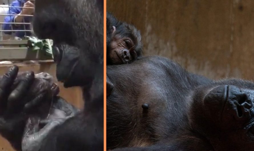 Heartwarming footage Of Mom Gorilla Kissing and Cradling Her Baby Child