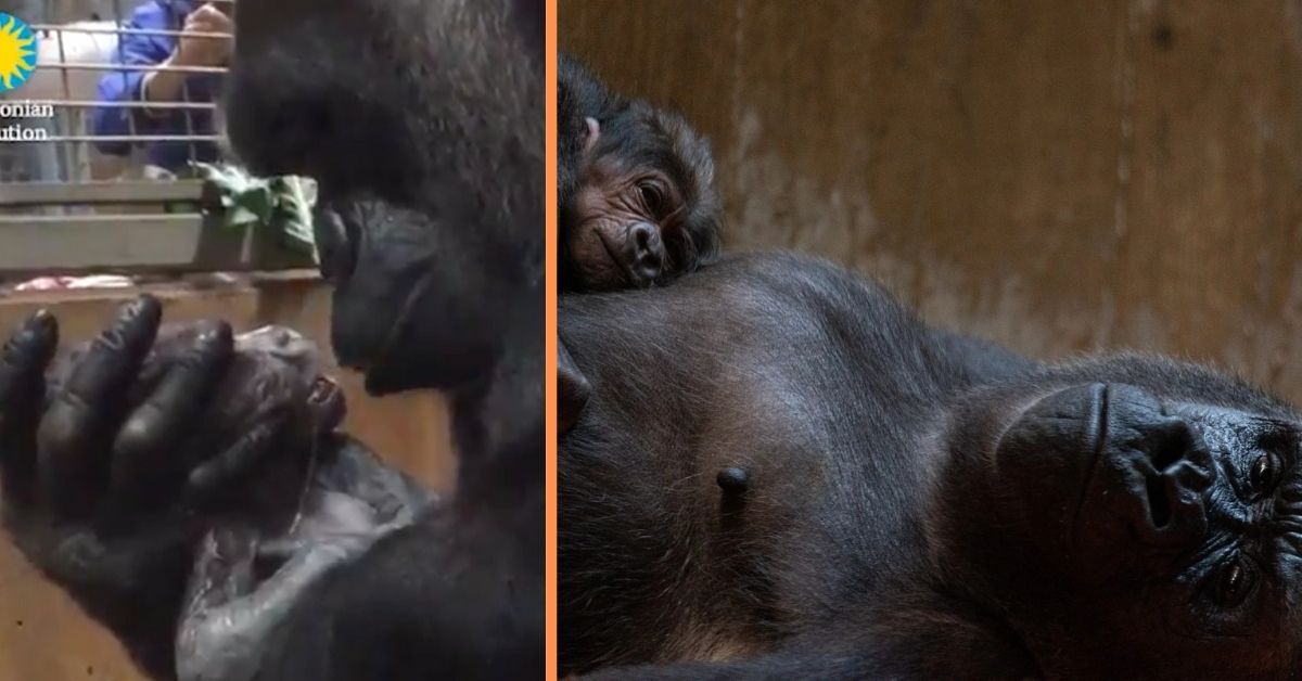 Heartwarming footage Of Mom Gorilla Kissing and Cradling Her Baby Child