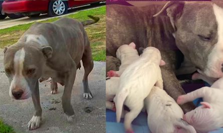 Heavily Pregnant Pit Bull Ready To Burst at Any Moment, Was Saved at Right Time