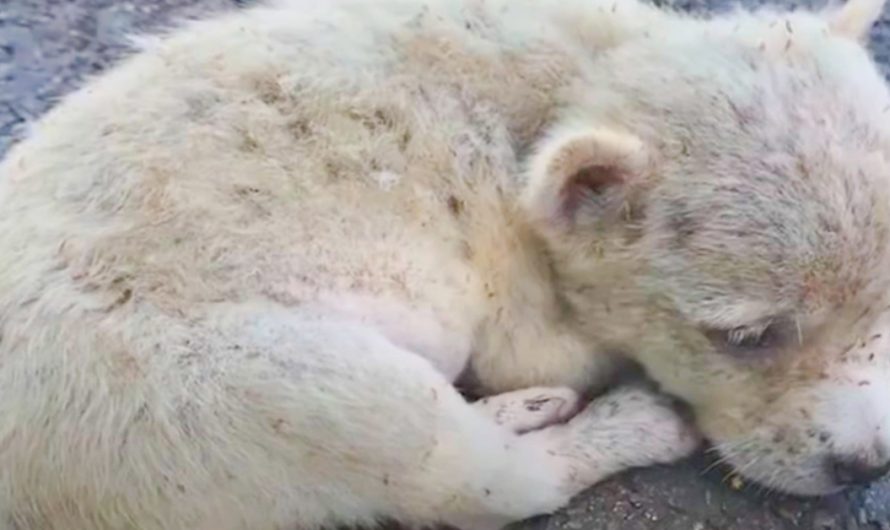 Helpless Puppy Found Snuggling On Road While Being Eaten Alive By Fleas