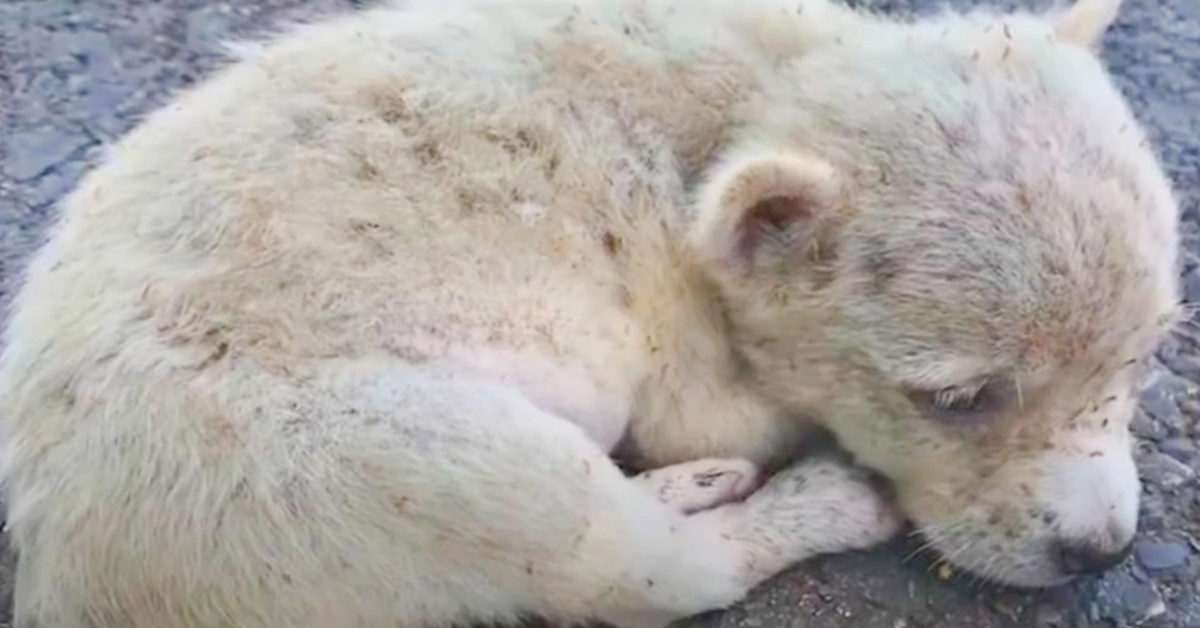 Helpless Puppy Found Snuggling On Road While Being Eaten Alive By Fleas