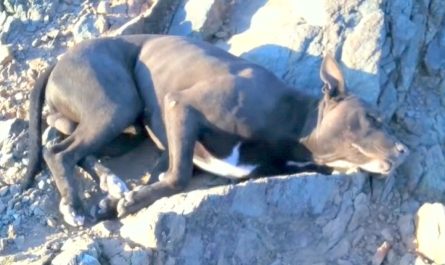 Hiker Rescues A Dying Dog Pit Bull With Bullet Wounds, Carries Him For A Hr To Find Help