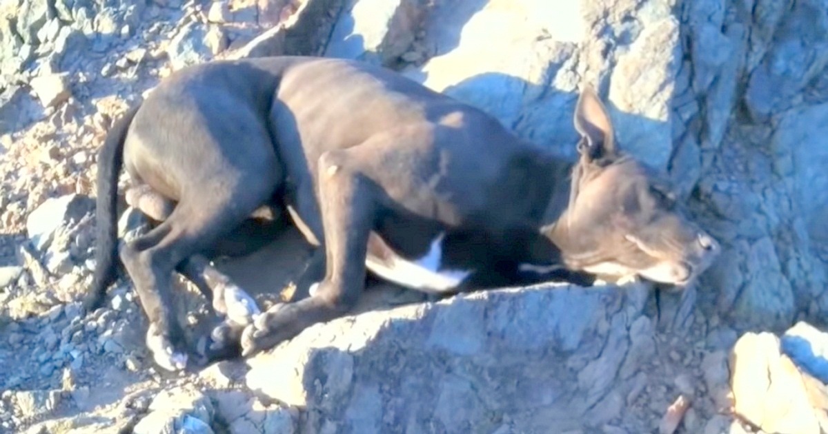 Hiker Rescues A Dying Dog Pit Bull With Bullet Wounds, Carries Him For A Hr To Find Help