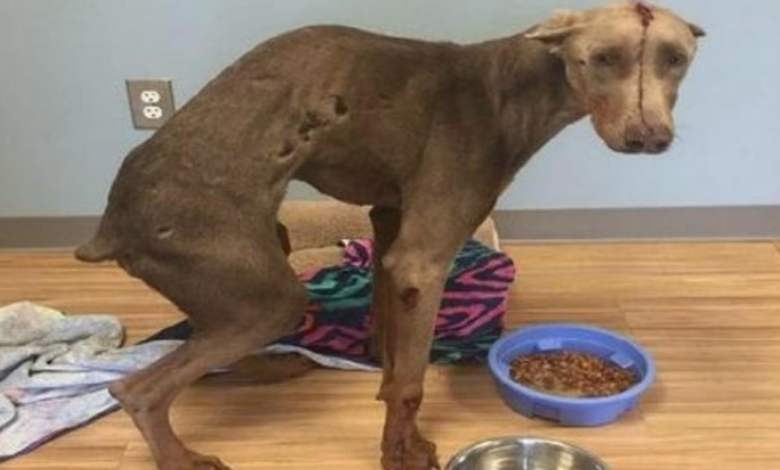 Hit by a Vehicle While Eating Road Kill, Spencer Recovers and Waits On His Forever Home
