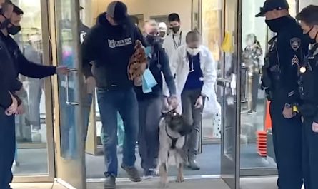 K9 Injured In The Line Of Duty Is Honored When Released From The Hospital