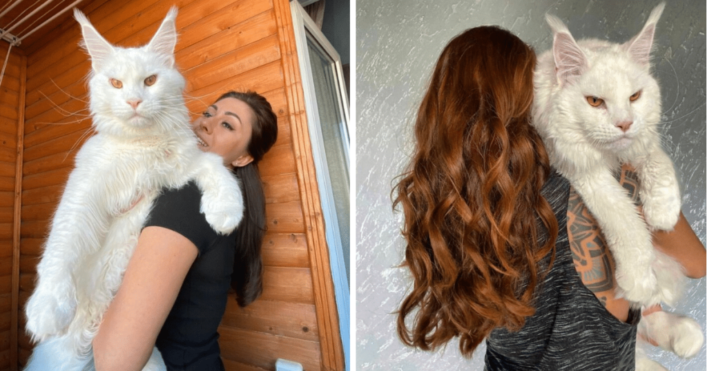 Kefir The Gigantic Maine Coon Cat Is The Size Of A Dog