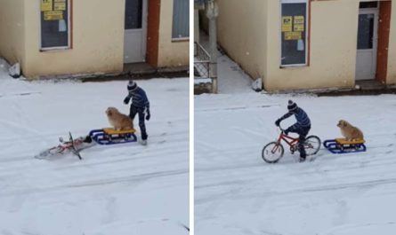 Kid takes his puppy out for sweetest sled ride