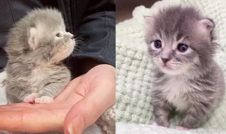 Kitten 10 Days Old Keeps the Hands that Help Her and Becomes Fluffy Happy Purr Machine