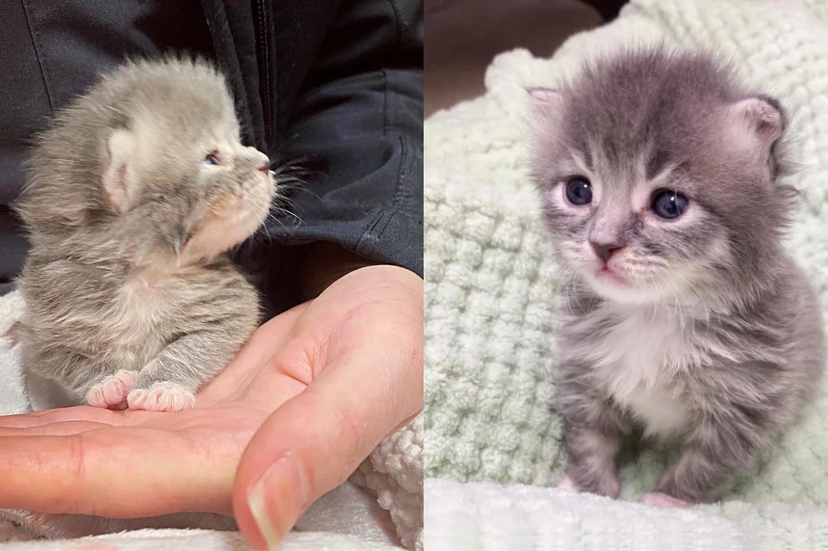 Kitten 10 Days Old Keeps the Hands that Help Her and Becomes Fluffy Happy Purr Machine