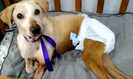 Lady Picks Up Paralyzed Dogs From The Streets, Gives Them Second Chance At Life