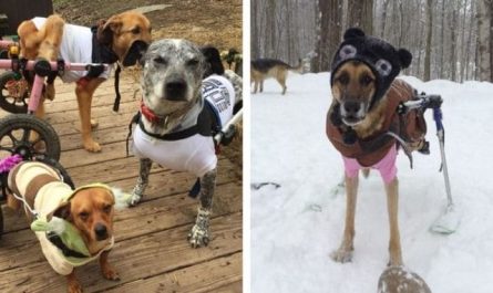 Lady adopts 6 special needs puppies and now they're living their best lives