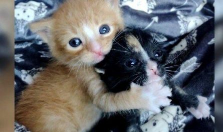 Little kittens survived many days on the street in an embrace