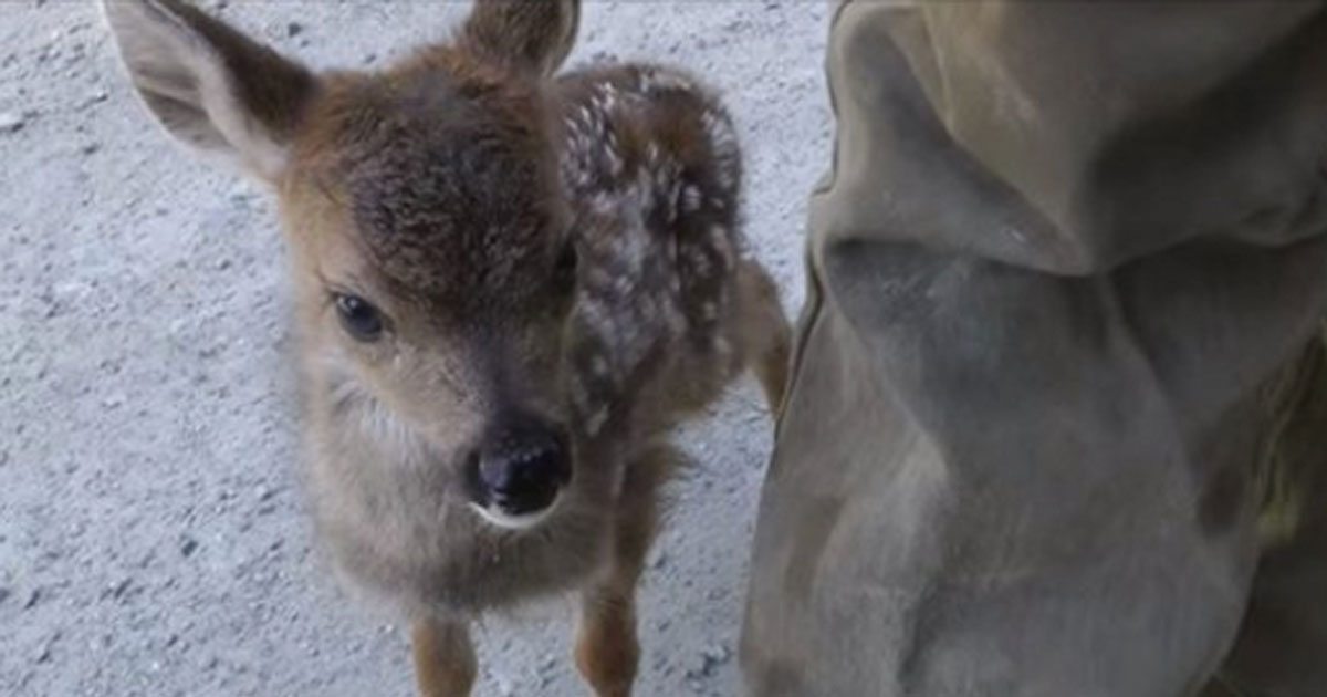 Lonely baby deer mistakes logger for her mother and warms hearts