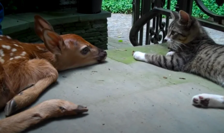 Lost fawn wanders onto family's porch and befriends their cat