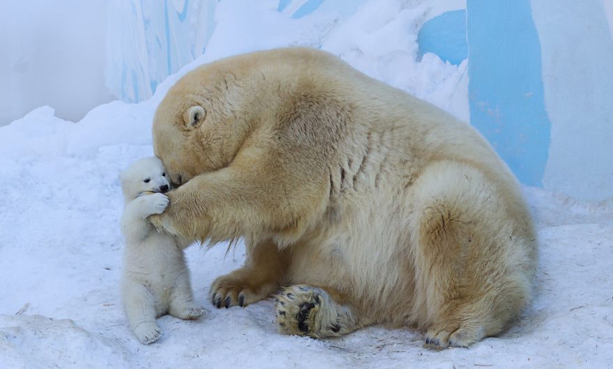 Loving Polar Bear Mother Having Fun With Her Baby For The First Time