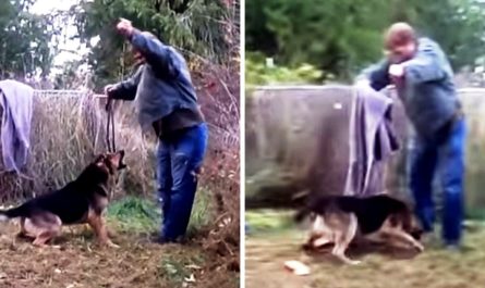 Man Attempts To Free Dog Who Was Chained All His Life, But Dog Lunges Right At Him