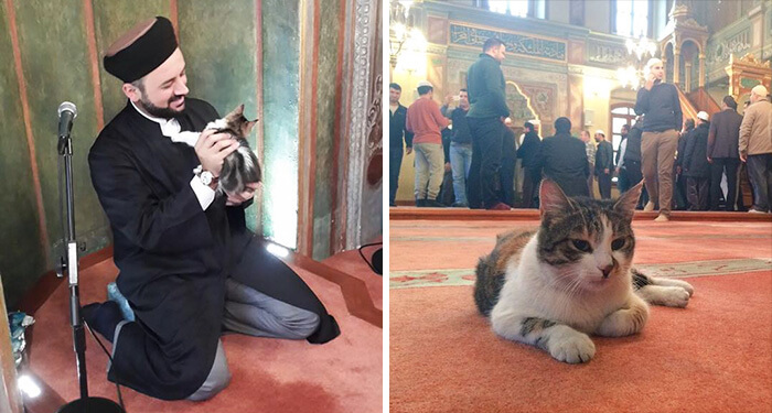 Man Opens Up Mosque's Doors For Stray Cats And Kittens