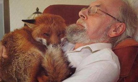 Man Rescues A Seriously Wounded Fox And Makes A New Best Friend