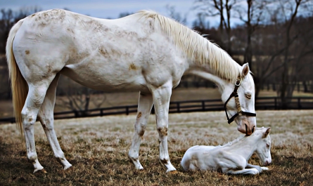 Mare Takes Her Unusual White Thoroughbred Foal Out Showing Off Its Greatness