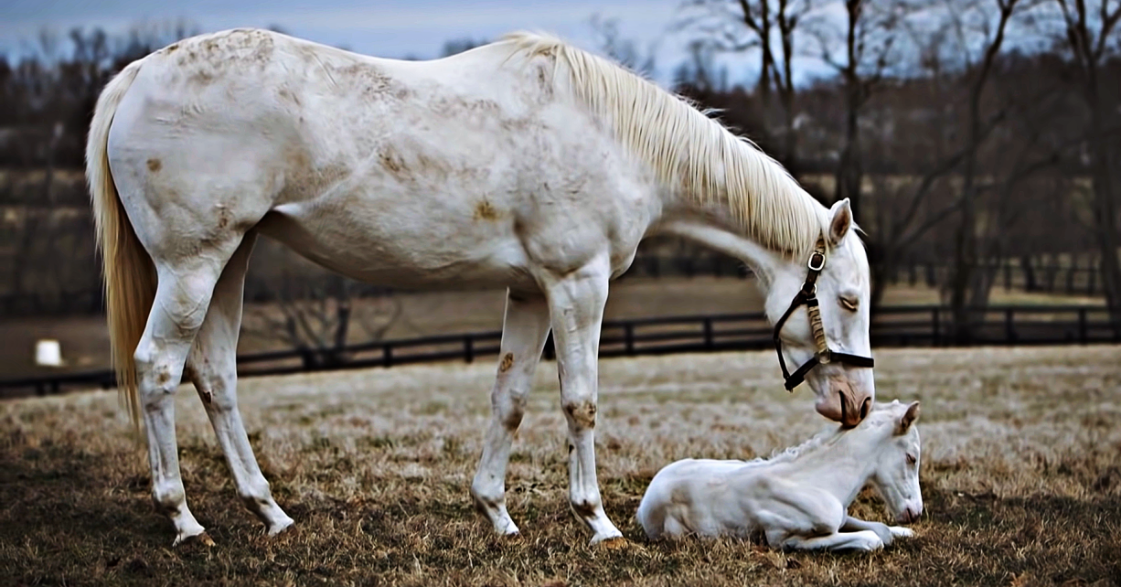 Mare Takes Her Unusual White Thoroughbred Foal Out Showing Off Its Greatness
