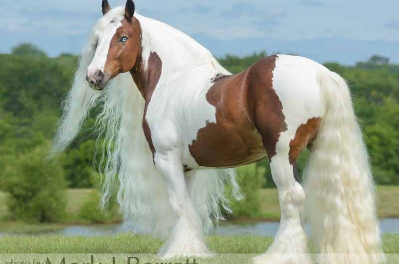 Mark J Barrett, Florida Horse Professional Photographer