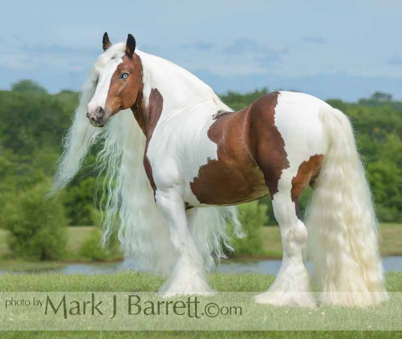 Mark J Barrett, Florida Horse Professional Photographer