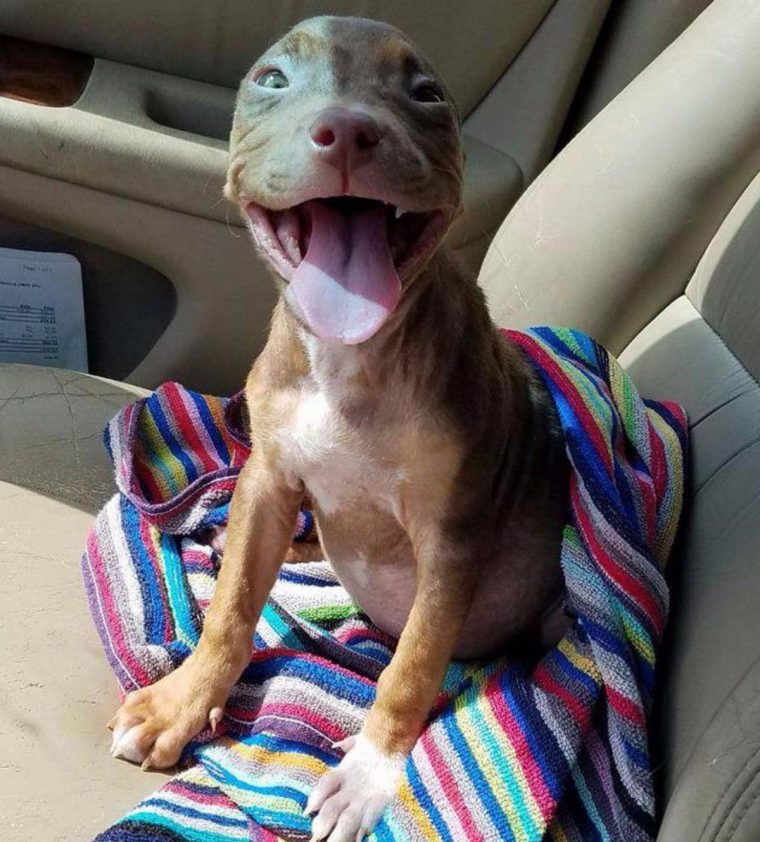 A Pit Bull Can't Stop Wagging Her Tail After Finally Being Welcomed Into a Loving Forever Home-pvth