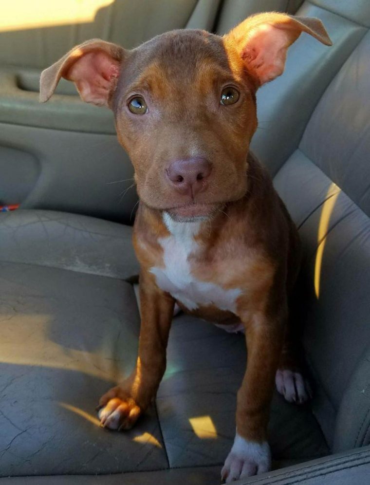 A Pit Bull Can't Stop Wagging Her Tail After Finally Being Welcomed Into a Loving Forever Home-pvth