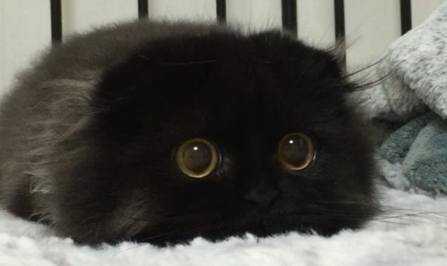 Meet Gimo, The Cat With The Biggest Eyes Ever