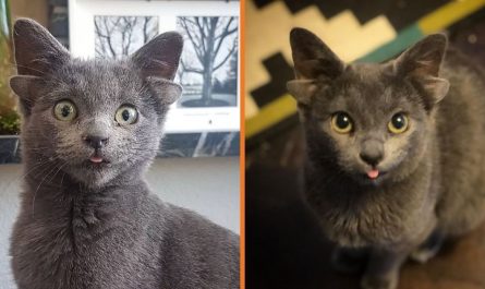 Meet Midas, The Charming 4 Eared Cat That Was Rescued As A Baby