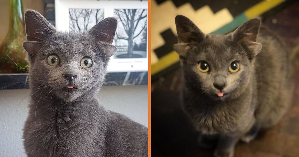 Meet Midas, The Charming 4 Eared Cat That Was Rescued As A Baby