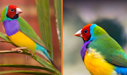 Meet The Rainbow Finch - The Brilliantly Multicoloured Bird (10 Pics).