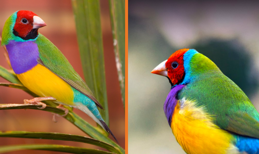 Meet The Rainbow Finch – The Brilliantly Multicoloured Bird (10 Pics).