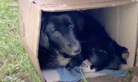 Mother Dog Found Bundled Up In A Cardboard Box With Her Young puppies